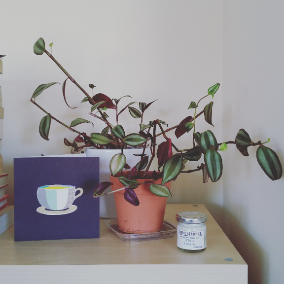 houseplants, zebrina tradescantia